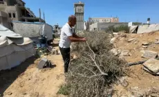 أشجار الزيتون في غزة