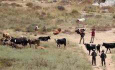 كيف تستخدم حكومة نتنياهو "الاستيطان الرعوي" لسرقة الأراضي الفلسطينية؟