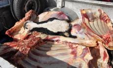 "فوضى الاستيراد" في غزة: خبير اقتصادي يحمّل الاحتلال مسؤولية دخول اللحوم الفاسدة