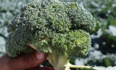 الشمندر والبروكلي