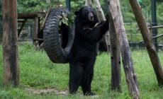 العثور على دب هارب داخل مقهى في ليتوانيا