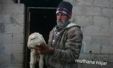 صورة الخروف (تصوير مثنى النجار)
