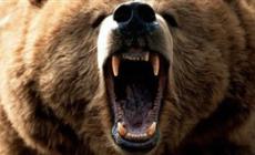 "لو كان الدب جائعاً فعلاً لقتلني فوراً"