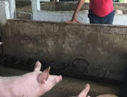 حمى الخنازير الأفريقية