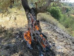 مستوطنون يضرمون النار