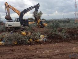 الاحتلال يجرف أراضي ويقتلع أشتال كرمة وزيتون جنوب بيت لحم