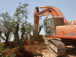 خسائر المزارعين في حرب الفرقان