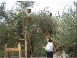 ثمار الزيتون ضعيفة 