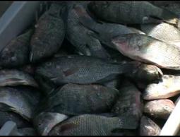 الشرطة تضبط اسماك فاسدة