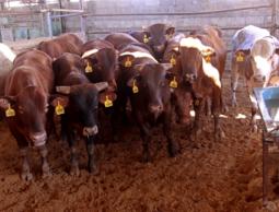 الزراعة: الأضاحي متوفرة وتحديد الأسعار قريبا