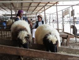 الأضاحي الأسترالية تنافس الأضاحي المحلية بالضفة