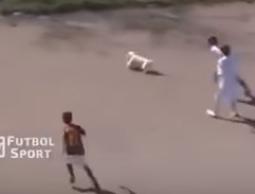 الكلب يداعب الكرة