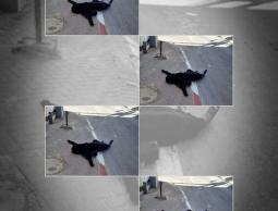 الاحتلال يُقرر تسليم جثمان الشهيدة سماح مبارك الجمعة