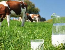 حليب الأبقار ولحومها جزء أساسي من غذائنا يدخل في أغلب وجباتنا اليومية