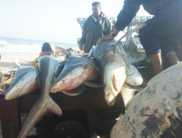 هذه الأسماك موطنها الأصلي يبدأ فيما بعد مسافة الـ 10 أميال