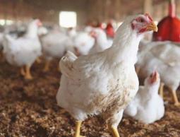 الزراعة تكشف أسباب ارتفاع أسعار الدواجن بغزة !