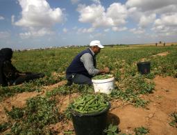 حقيقة فرض بلدية بيت لاهيا ضرائب جديدة على المزارعين !