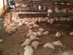 غزة: الأضرار الزراعية للمرتفع الجوي بلغت نصف مليون دولار