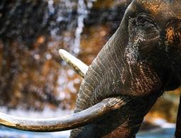 نفوق 50 فيلا جوعا وعطشا في محمية وطنية بزيمبابوي