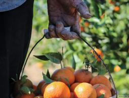 غزة: الأسواق تستقبل بواكير الحمضيات .. إنتاج وفير وأسعار رخيصة