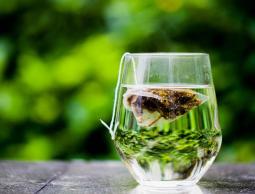 الشاي الأخضر يحفز عملية الأيض الغذائي (بيكسابي)