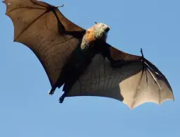 فيروس جديد مصدره الخفاش يهدد البشر