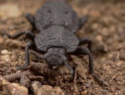 صورة الخنفساء