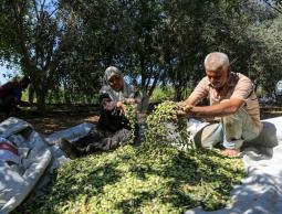 جني الزيتون