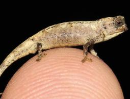 صورة لأصغر حيوان زاحف