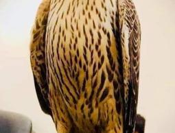 صورة الصقر