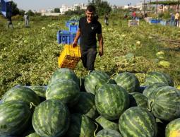 موسم البطيخ