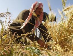 مزار ع يحصد القمح