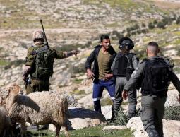 الاحتلال يعتقل راعي أغنام