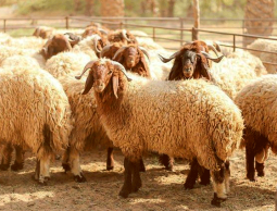 إليك موعد إجازة عيد الأضحى 2023.. إجازة عيد الأضحى 1444 للموظفين الحكوميين