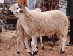 عبارات تهنئة عيد الأضحى 2023.. أجمل تهاني عيد الأضحى 2023 للأهل والأصدقاء.. عيد الأضحى 2023