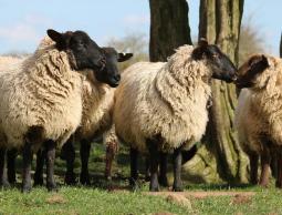 إليك موعد إجازة عيد الأضحى 2023.. إجازة عيد الأضحى 1444 للموظفين الحكوميين.. عيد الأضحى فلكياً