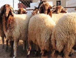 إليك موعد إجازة عيد الأضحى 2023.. العد التنازلي لعيد الأضحى 2023.. عيد الأضحى فلكياً