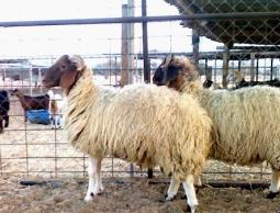 إليك أسعار الأضاحي في غزة بعيد الأضحى 2023.. أسعار لحوم الأضاحي 2023