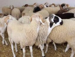 إليك موعد عيد الأضحى 2023.. العد التنازلي لعيد الأضحى 2023.. موعد عيد الأضحى فلكياً