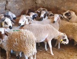 موعد عيد الأضحى 2023.. العد التنازلي لعيد الأضحى 2023.. موعد عيد الأضحى فلكياً