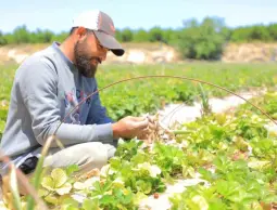 مبادرة يوسف وعمرو.. محاولة لإعادة الحياة الزراعية إلى شمال غزة
