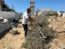 أشجار الزيتون في غزة