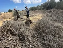 حصاد 2025: العدوان يدمّر سلة غذاء غزة ويطيح بالقطاع الزراعي