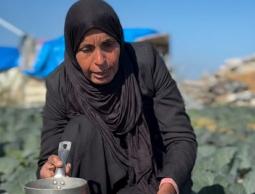 صمود مع كل قطرة..  مزارعة تروي أرضها بيديها بعد أن دمر الاحتلال شبكات الري شمال قطاع غزة 