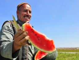 موسم البطيخ والشمام لعام 2012