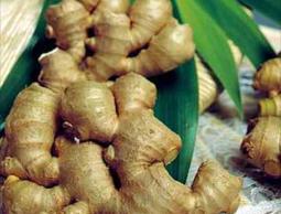 عشبة الزنجبيل