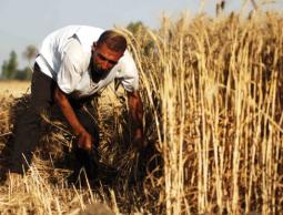 محصول القمح(أرشيف)