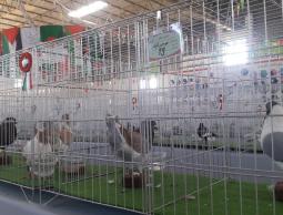 صورة من المعرض