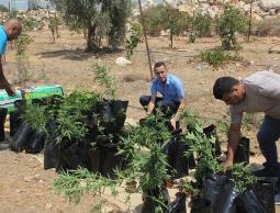 ضبط 250 شتلة ماريغوانا في رام الله