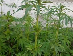 البانجو التي ضطتها شرطة المكافحة